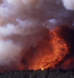 Crown fire.  Photo: Jim Peaco, NPS